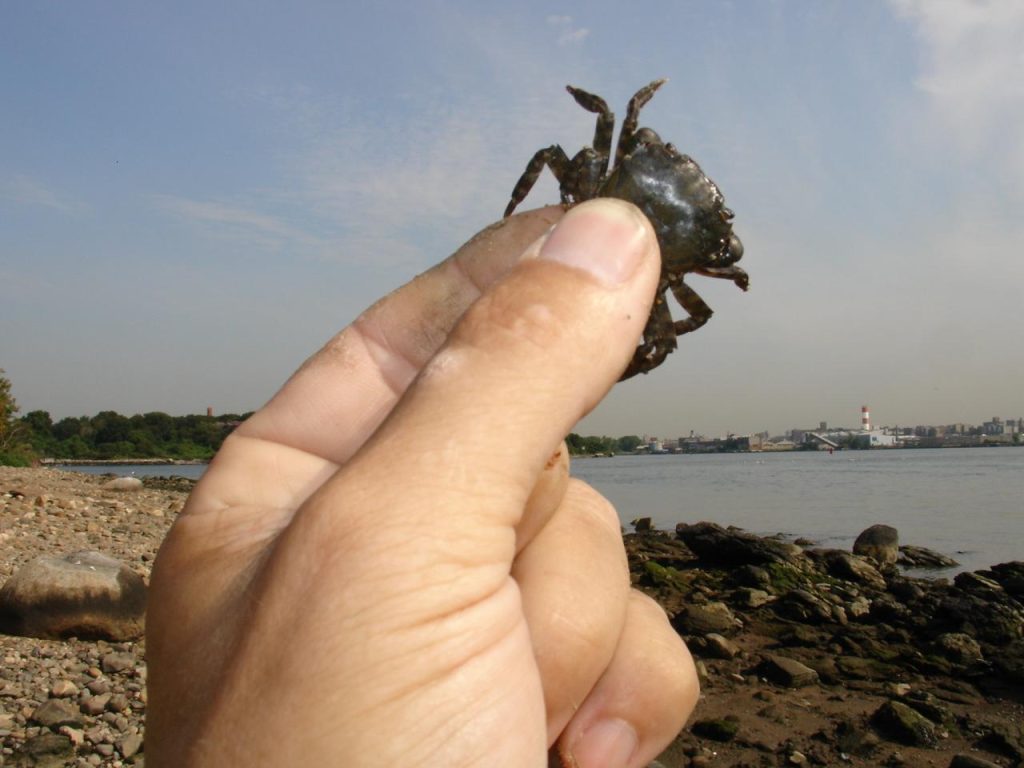 Asian Shore Crab at South Brother Island